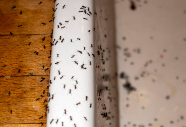 Best Mosquito Control Services  in Woodbury, NY