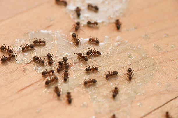 Wasp Removal Services in Woodbury, NY