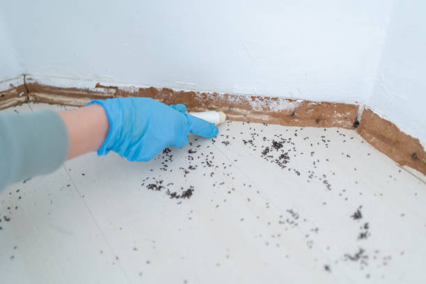 Best Wasp Removal Services  in Woodbury, NY